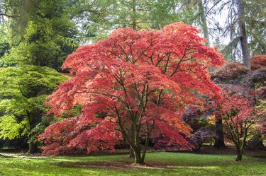 Japanese Maple at Westonbirt Arboretum