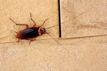 Cockroach crawling on a tile kitchen floor