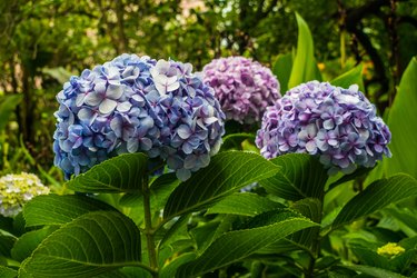 Hydrangea macrophylla flower