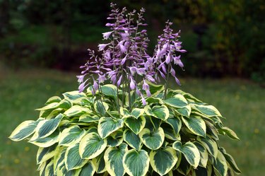 Hosta in Bloom