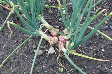 shallot onions growing in earth