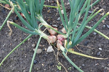  Shallots, 5 Pound, Freshly Harvested, Large to Medium