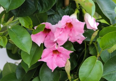 mandevilla vine