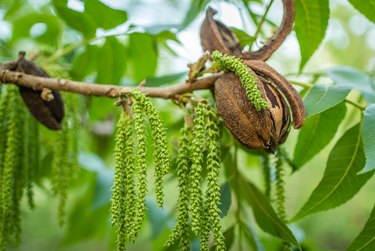 Pecan nut with string of male flowers