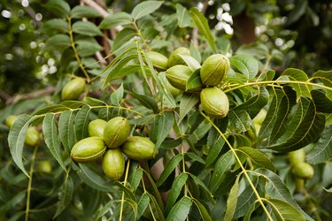 Pecan nut clusters on tree