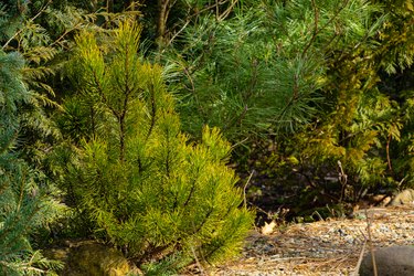 Sunny winter day in evergreen garden. Golden variety of dwarf mountain pine variety Pinus mugo Ophir with beautiful golden needles surrounded by evergreen plants. Nature of North Caucasus.