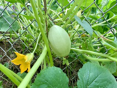 How to Grow Acorn Squash | Hunker