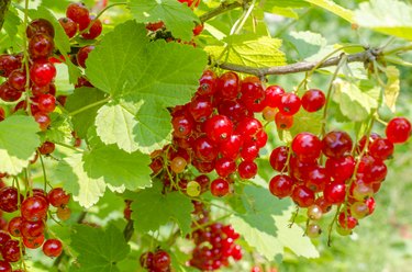 Red currants on shrub