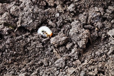 white grub of cockchafer