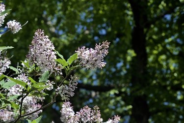 Macro view of late blooming Korean (Miss Kim) lilacs with white and pink color blossoms