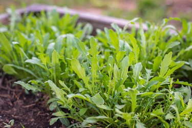 Green young organic arugula grows on a bed in the ground