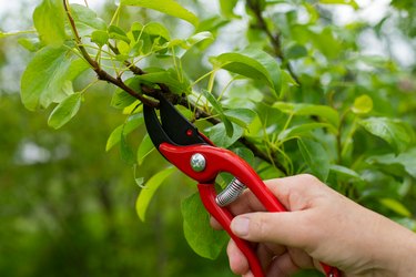 Cutting off old branches in the garden