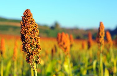 Close up of sorghum in morning sun light.