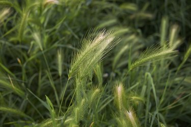 Foxtail (Hordeum murinum)