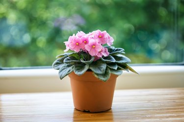 Pink violet flower in pot on green bokeh background