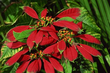 Poinsettia