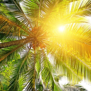 sunlight through the leaves of palm trees