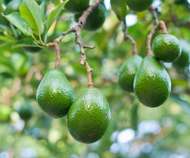 Avocado in the tree