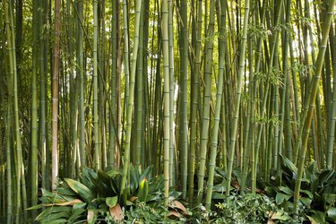 Bamboo