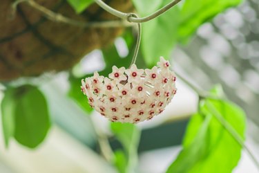 blooming tropical plant hanging over head in botanical garden. Hoya carnosa