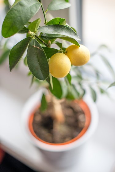 Lemon tree interior plant
