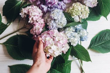 Hand holding pink hydrangea flower on background of colorful bouquet on rustic white wood. Happy mothers day. International Women's day. Purple hydrangea petals and green stem