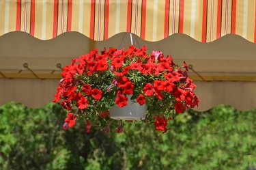 Potted red petunias