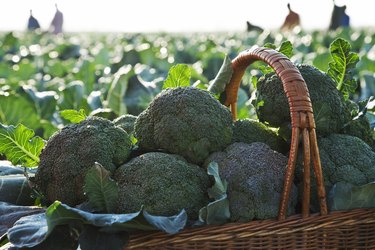 Freshly picked broccoli in basket.