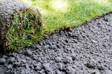 sod grass roll on a freshly landscaped lawn