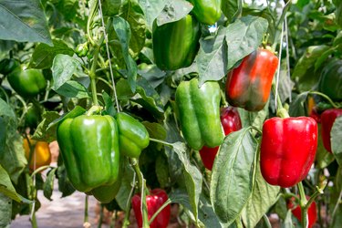 when should you pick pepperoncini peppers 