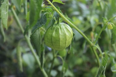 Homegrown organic Tomatillo, Physalis philadelphica. Growing in a vegetable garden. They are eaten raw or cooked in a variety of dishes, particularly salsa verde.