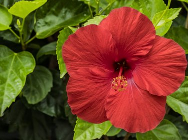 Red Hibiscus and Green Leaves
