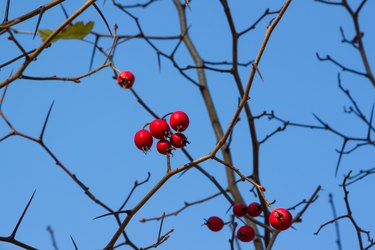 Bright red hawthorn berries