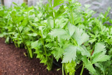 celery growing in farm