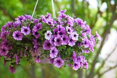 petunias bugs sprays insecticidal pests variety