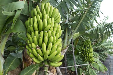 plantain tree vs banana tree