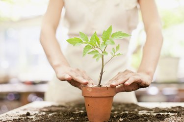 Girl planting seedling in ceramic flower pot