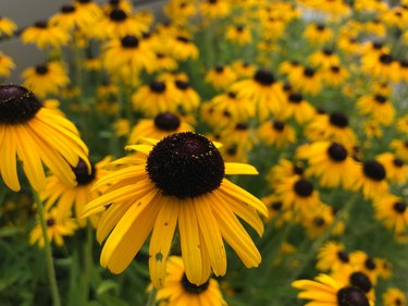 black eyed susans