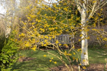 Close-up image of the beautiful yellow flowers of the late winter flowering shrub Hamamelis also known as Witch Hazel