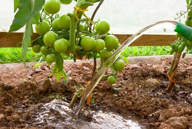 Watering tomato plant