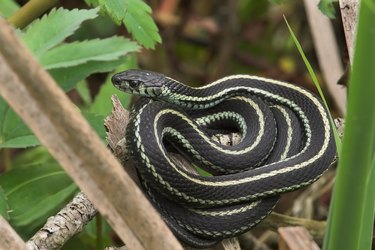 Close-up of a coiled garden snake on a branch