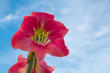 Reddish Pink Amaryllis belladonna lily flower with blue sky background