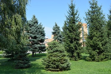 Many green Christmas trees with one birch in the park zone against the backdrop of the city.