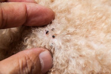 fleas on mattress