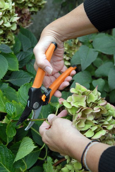 How To Dry Hydrangea Flowers