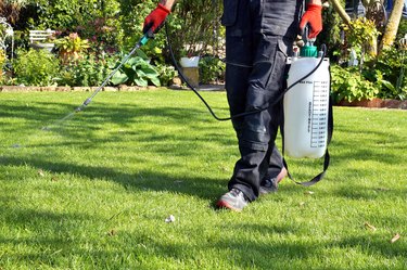 weedicide spray on the weeds in the garden. spraying pesticide with portable sprayer to eradicate garden weeds in the lawn. Pesticide use is hazardous to health.
