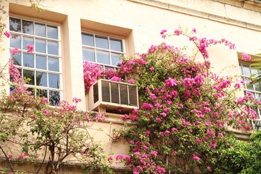Bougainvillea on building
