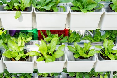 Green vegetable garden