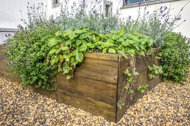 Raided Beds In An Urban Garden Growing Plants Herbs Spices Berries And Vegetables.