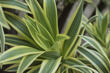 Dracaena green leaves close up for background.